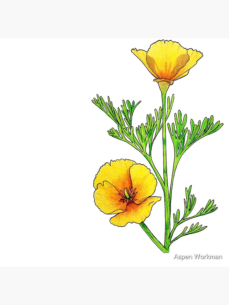 State flower - California poppy | Art Print