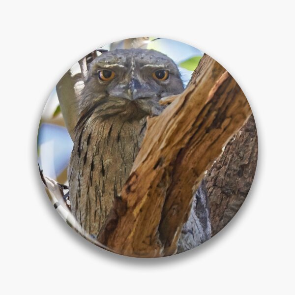 Item preview, The Hypnotist ~ Tawney Frogmouth designed and sold by Robert Elliott.