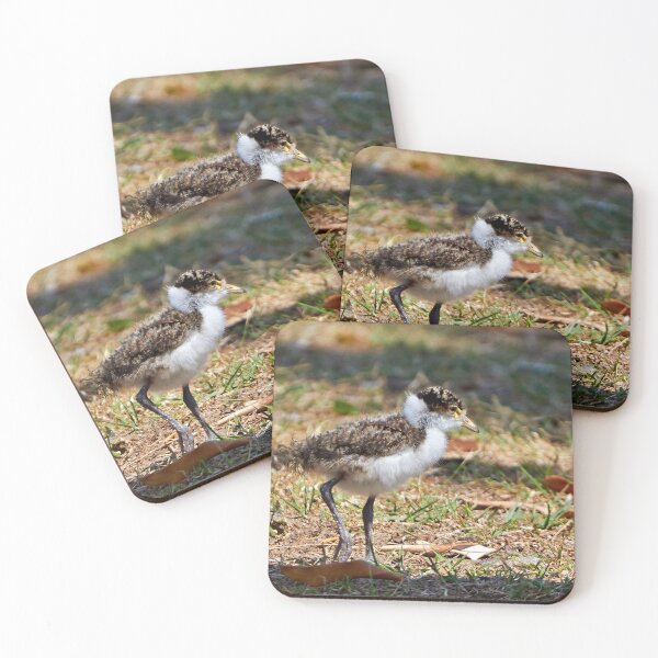 Item preview, The Fledgling ~ Masked Lapwing (Spur-winged Plover) designed and sold by Robert Elliott.