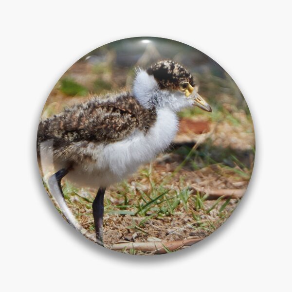 Item preview, The Fledgling ~ Masked Lapwing (Spur-winged Plover) designed and sold by Robert Elliott.
