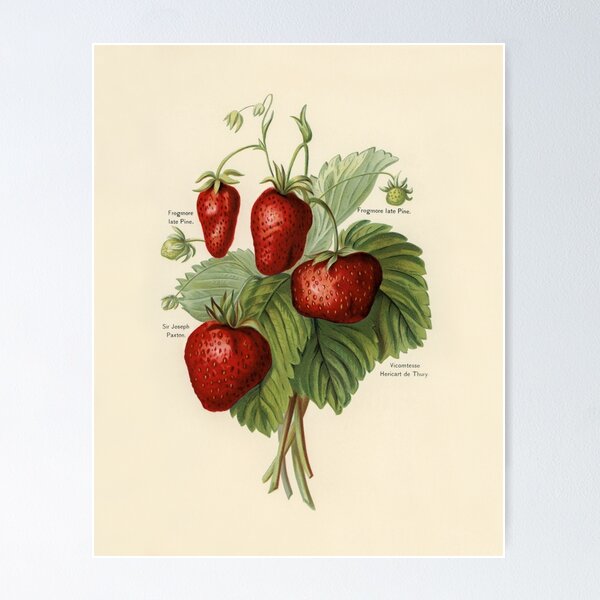 Item preview, vintage strawberries illustration designed and sold by earlgreylatte.