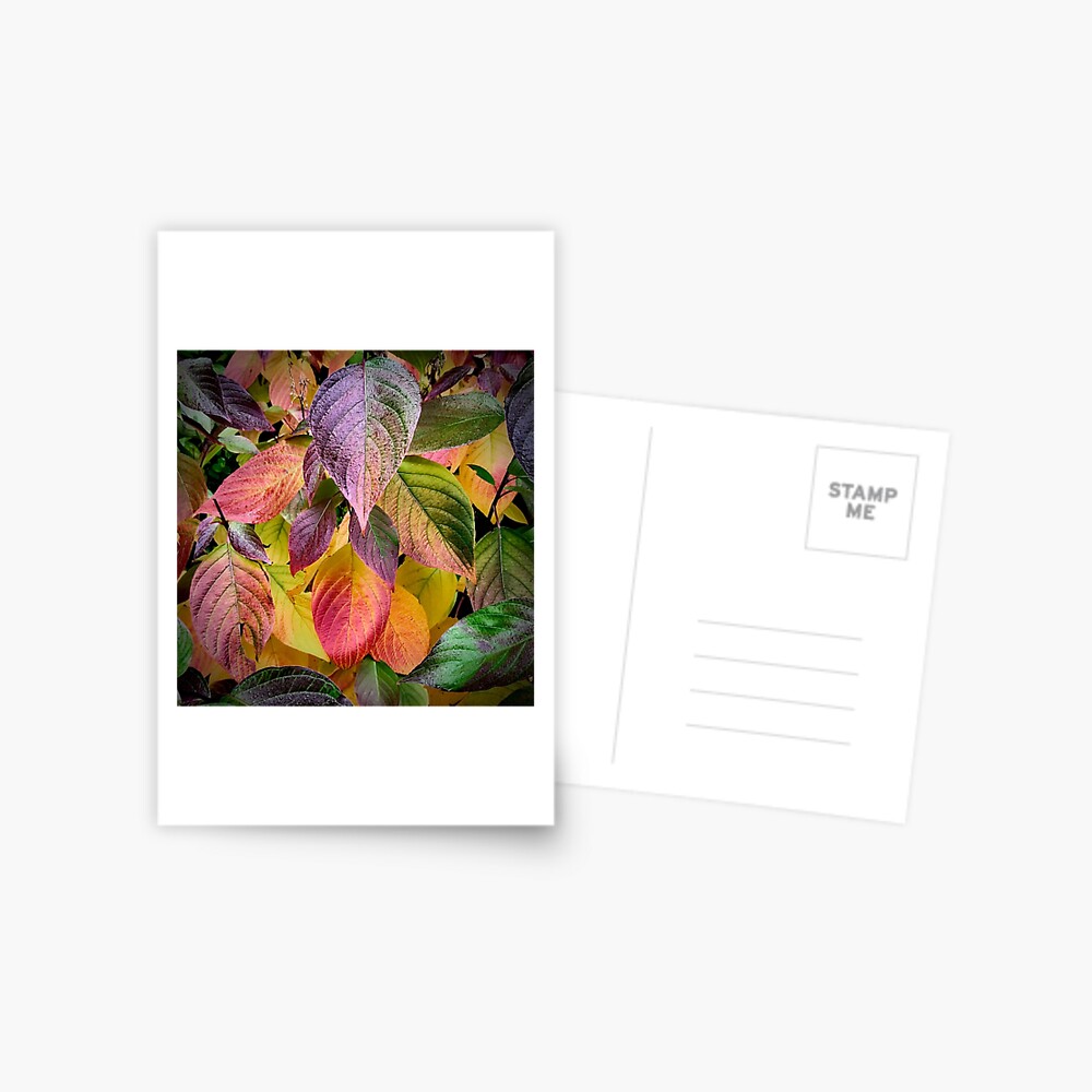 Item preview, Postcard designed and sold by McBay.
