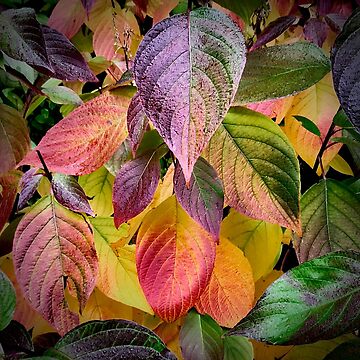 Artwork thumbnail, Colourful Autumn Leaves by McBay