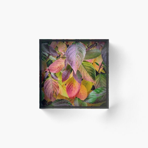Colourful Autumn Leaves Acrylic Block