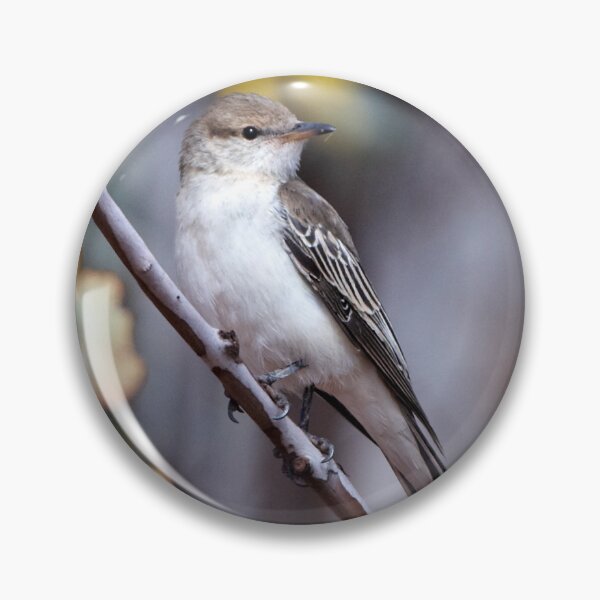 Item preview, White-winged Triller designed and sold by Robert Elliott.