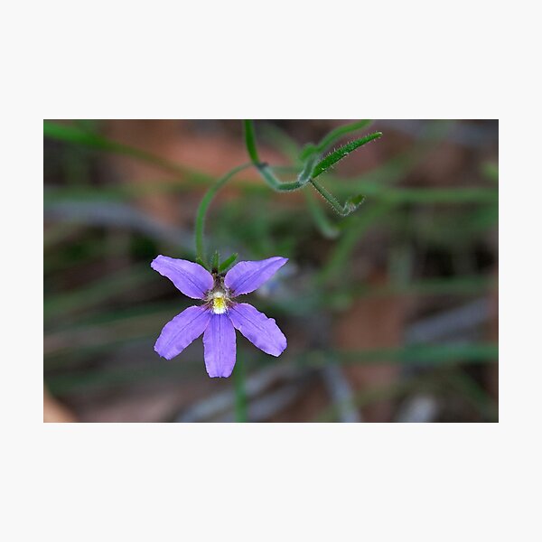 Item preview, Scaevola ramosissima (Snake Flower) designed and sold by Robert Elliott.