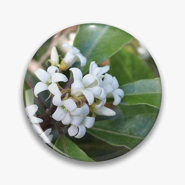 Item preview, Pittosporum undulatum designed and sold by Robert Elliott.