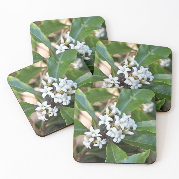 Item preview, Pittosporum undulatum designed and sold by Robert Elliott.