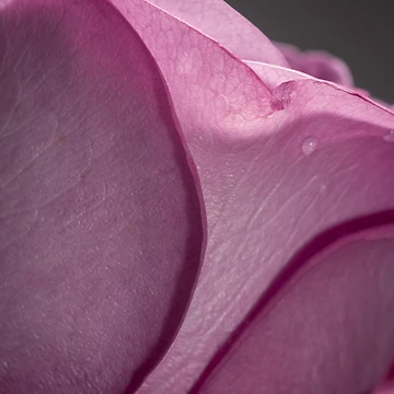 Artwork thumbnail, Rose by MarkFoleyPhoto