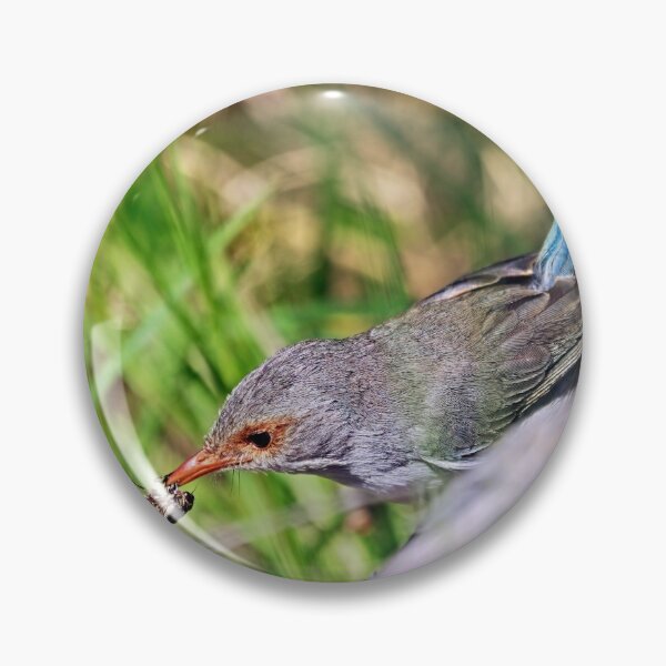 Item preview, Female splendid fairywren with a cicada in mouth designed and sold by hendrikspix.