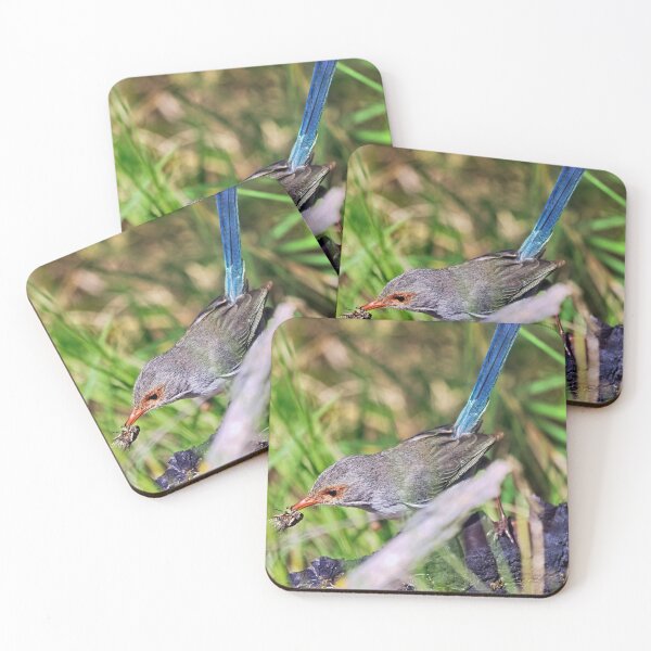 Item preview, Female splendid fairywren with a cicada in mouth designed and sold by hendrikspix.