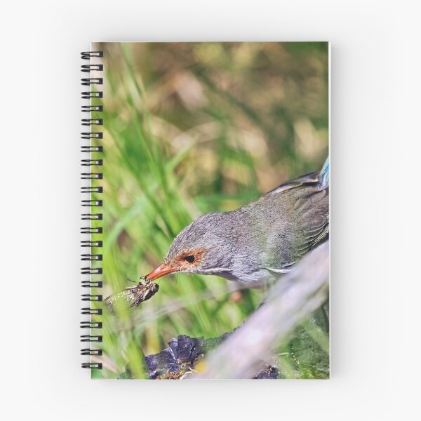 Item preview, Female splendid fairywren with a cicada in mouth designed and sold by hendrikspix.