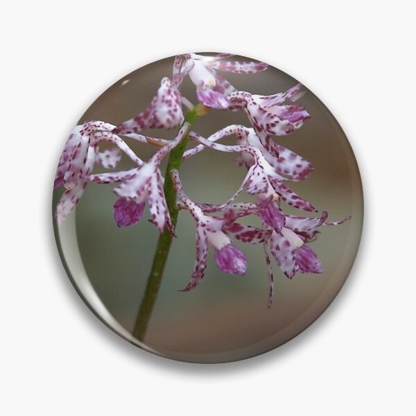 Item preview, Dipodium variegatum (Hyacinth Orchid) designed and sold by Robert Elliott.