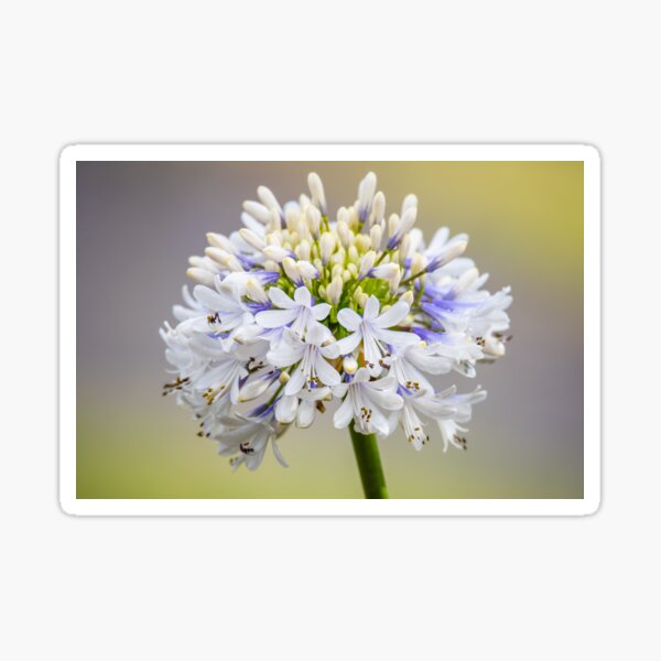 White Agapanthus in Flower Sticker