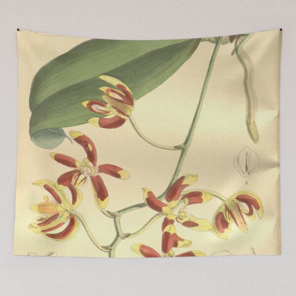 Item preview, Phalaenopsis kunstleri designed and sold by EsotericBotanic.