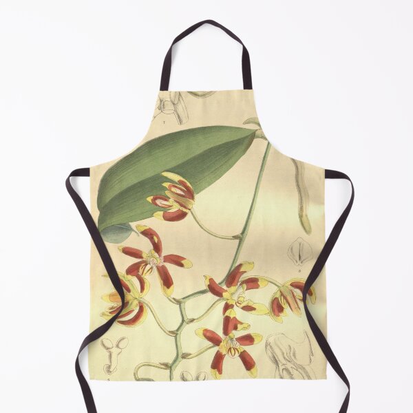 Item preview, Phalaenopsis kunstleri designed and sold by EsotericBotanic.