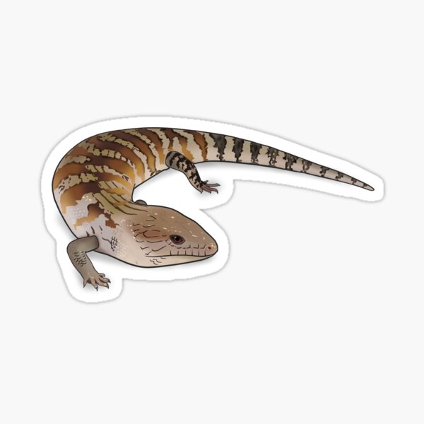 Item preview, Northern Blue Tongue Skink  designed and sold by Reptiles Abroad.