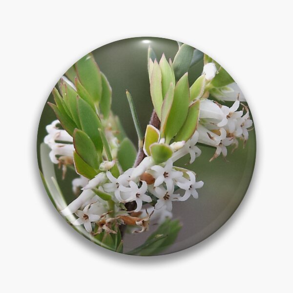 Item preview, Brachyloma daphnoides designed and sold by Robert Elliott.