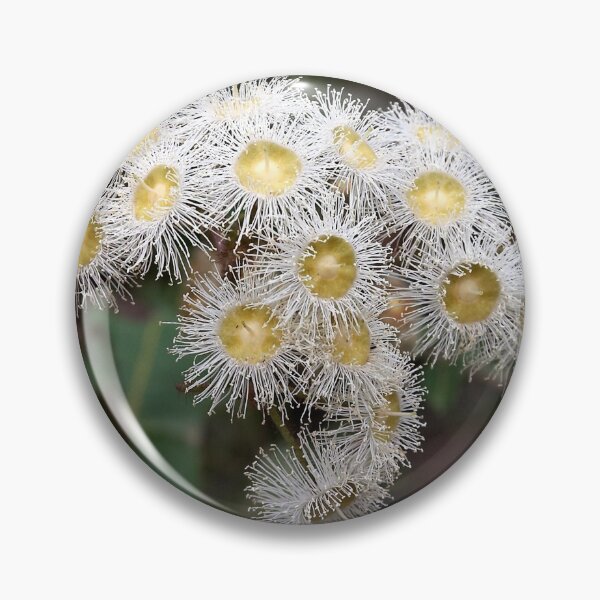 Item preview, Angophera hispida (Dwarf Apple) designed and sold by Robert Elliott.