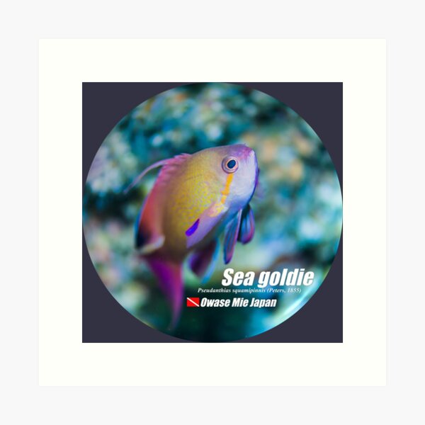 Cute Sea goldie print Art Print