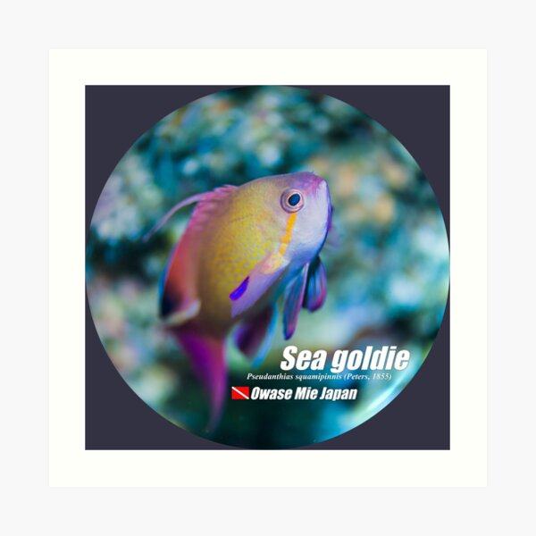 Cute Sea goldie print Art Print