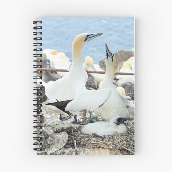Item preview, Gannets (Bass Rock) designed and sold by sandysshoots.