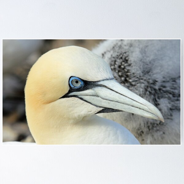 Item preview, Gannet  designed and sold by sandysshoots.