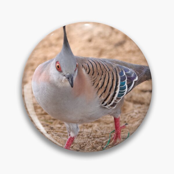 Item preview, Crested Pigeon designed and sold by Robert Elliott.