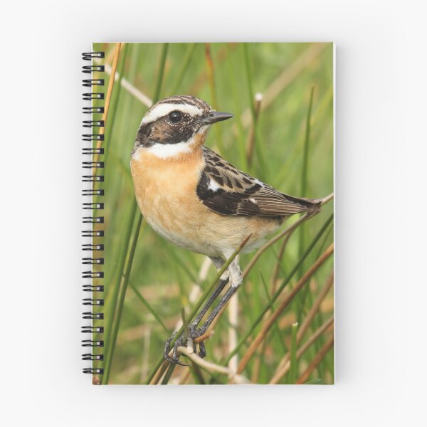 Item preview, Whinchat designed and sold by sandysshoots.