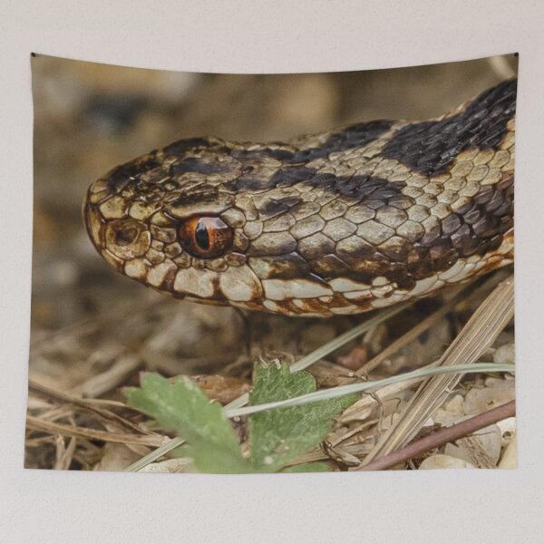 Item preview, Adder head designed and sold by Dalyndigital Photography.