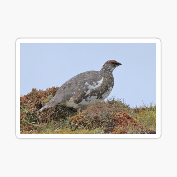 Item preview, Ptarmigan designed and sold by sandysshoots.