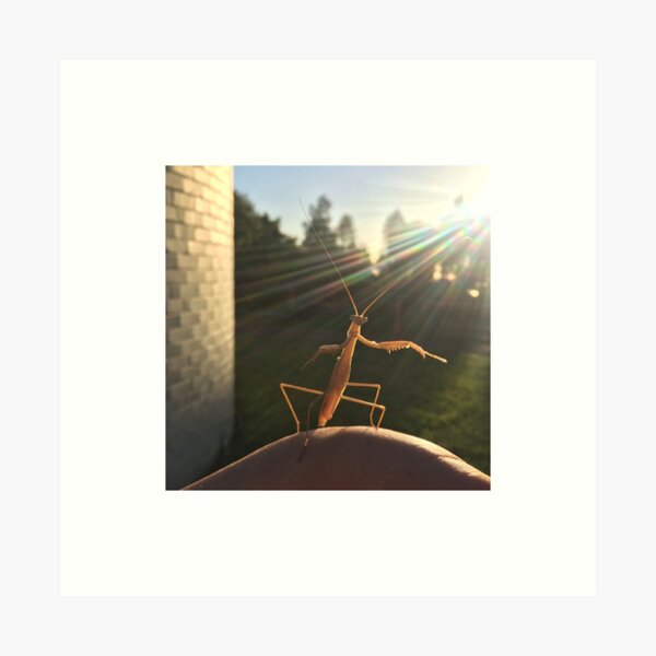 Mantis at MBO Art Print