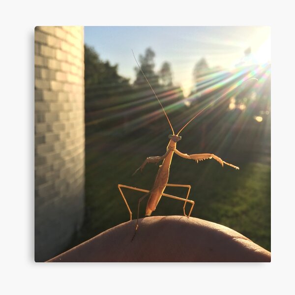 Mantis at MBO Canvas Print