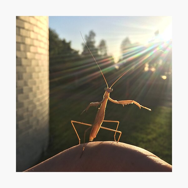 Mantis at MBO Photographic Print