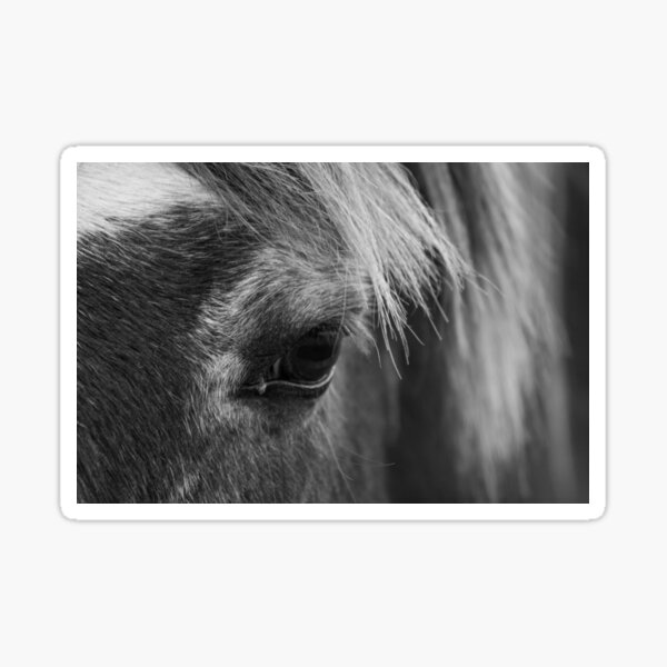 seeing-eye-to-eye-sticker-for-sale-by-helenwhittle-redbubble