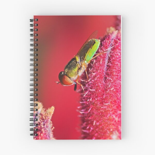 Item preview, Beautiful green fly on a red kangaroo paw plant designed and sold by hendrikspix.