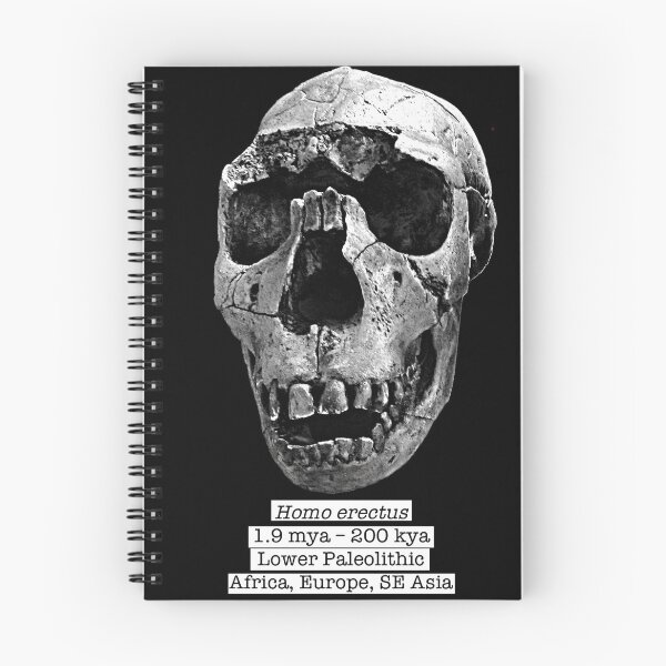 Item preview, Homo erectus 2 (black bg, sketchy style) designed and sold by SnazzyScience.