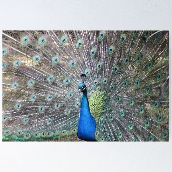 Item preview, Peacock print designed and sold by Barrart Studio.