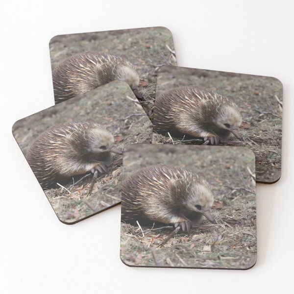 Item preview, Wild echidna photo - Tasmania designed and sold by Barrart Studio.