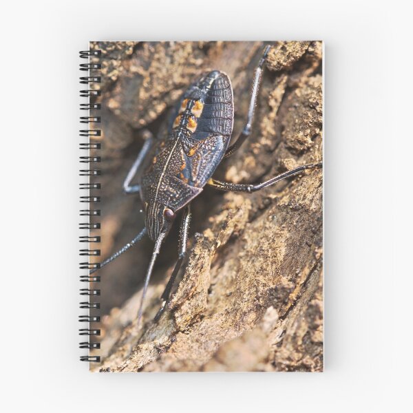 Item preview, Stink bug on a dead log macro photo designed and sold by hendrikspix.