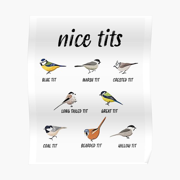 Bird Collage Poster