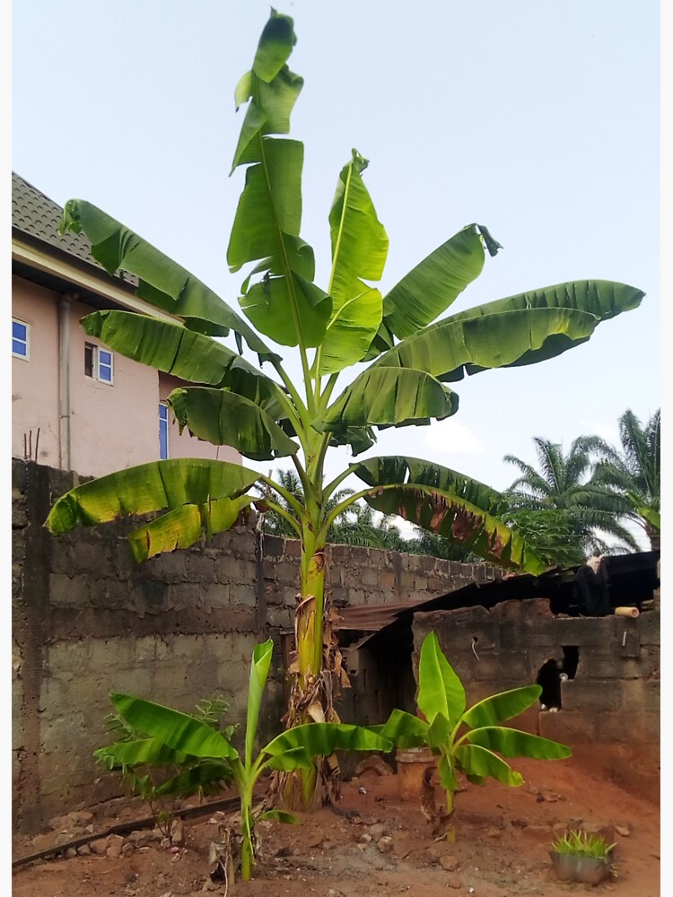 "African Plantain Trees Sky Compound View" Sticker for Sale by