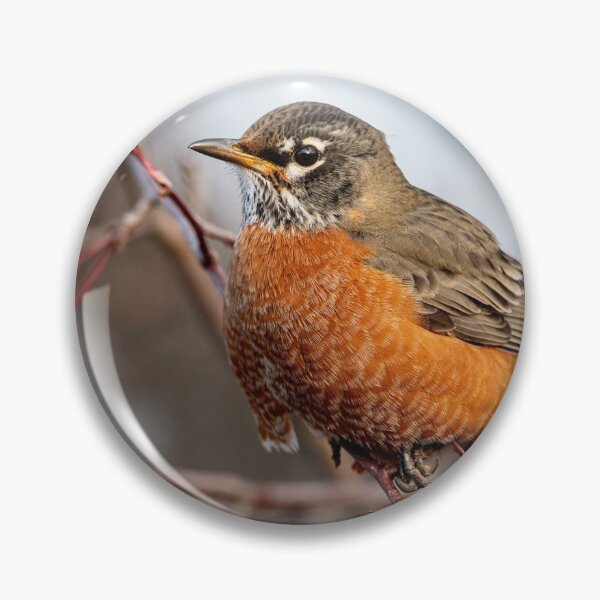 Item preview, American Robin designed and sold by Michael Cummings.