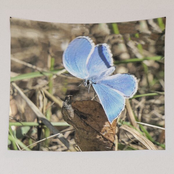 Item preview, r 2585/  1  papillon - butterfly " bleu espoir - hope blue ! "  finition 2020 par Okaio Créations - Olavia&Olao  designed and sold by o.okaïo.