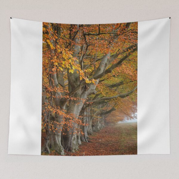 Item preview, Autumn Beech Trees designed and sold by Phil Buckle.