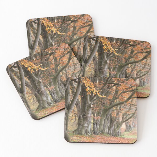 Item preview, Autumn Beech Trees designed and sold by Phil Buckle.