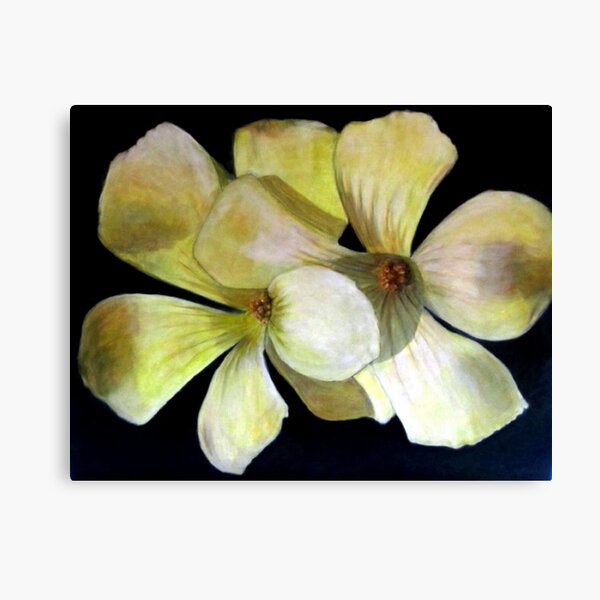 Clover Flowers Canvas Print
