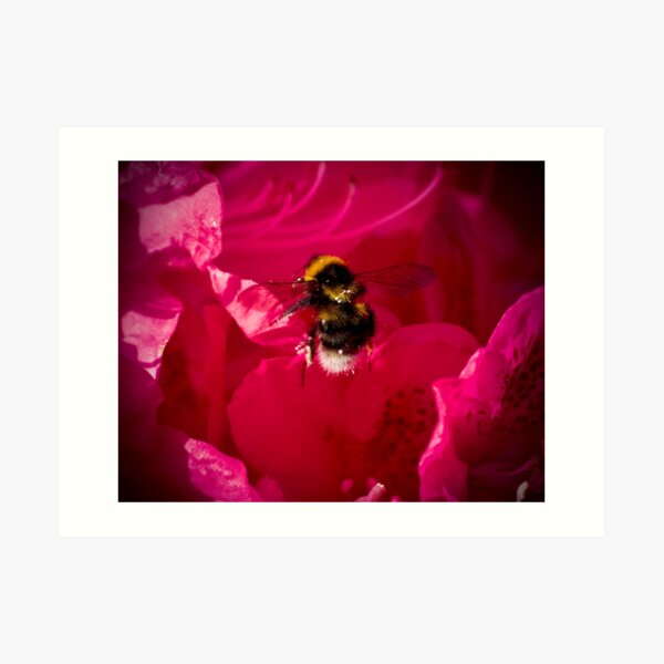 Busy Bee Art Print