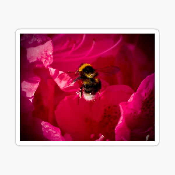 Busy Bee Sticker