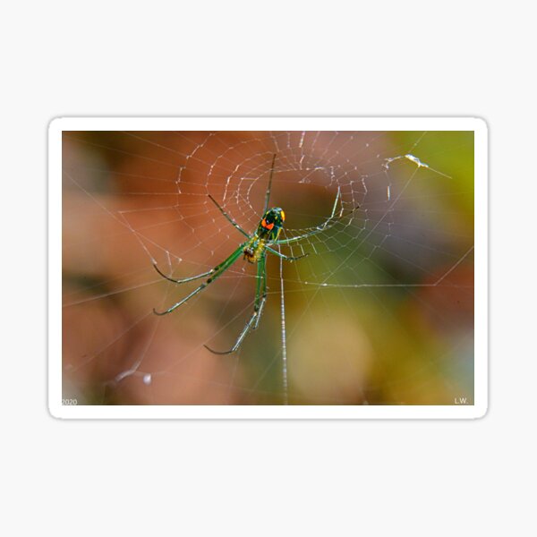 Item preview, Spider designed and sold by LisaWootenPhoto.